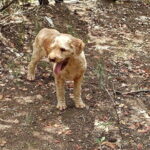 Truffle hunting experience with lunch and Chianti wine tasting - The Real Value: Is It Worth the Price?