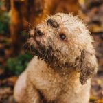 Truffle hunting for Nature Enthusiasts - Is It Worth the Price?