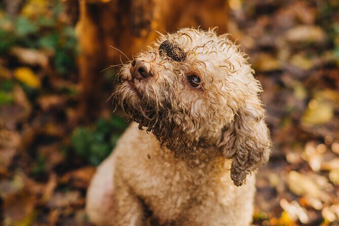 Truffle hunting for Nature Enthusiasts - Is It Worth the Price?