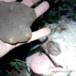 Truffle Hunting in San Miniato in Tuscany with Tasting - The Scenery and Atmosphere