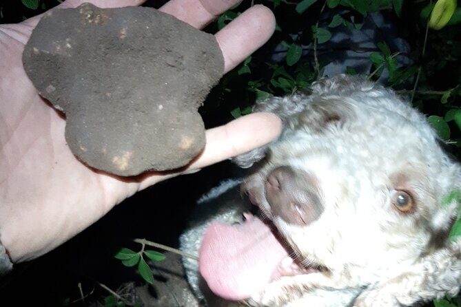 Truffle Hunting in San Miniato in Tuscany with Tasting - The Scenery and Atmosphere