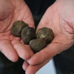 Truffle Hunting & Tasting in San Miniato Tuscany with Dogs - The Value of This Experience