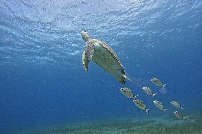 Try Dive in Abades Bay with a private instructor - What to Expect from the Dive Experience