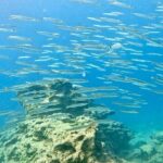 Try Dive - Scuba Diving with a private guide, incl. photos - Who Should Consider This Experience?