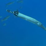 Try diving for the first time in turtle area - Who Is This Tour Best For?