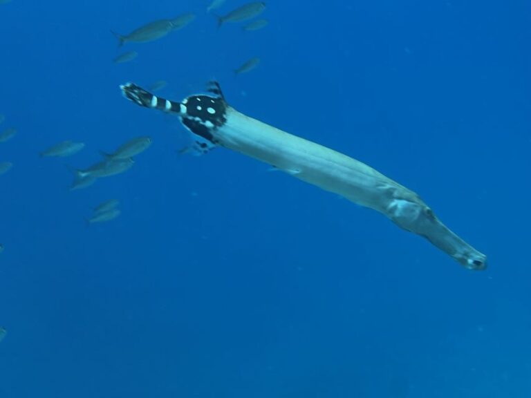 Try diving for the first time in turtle area - Who Is This Tour Best For?