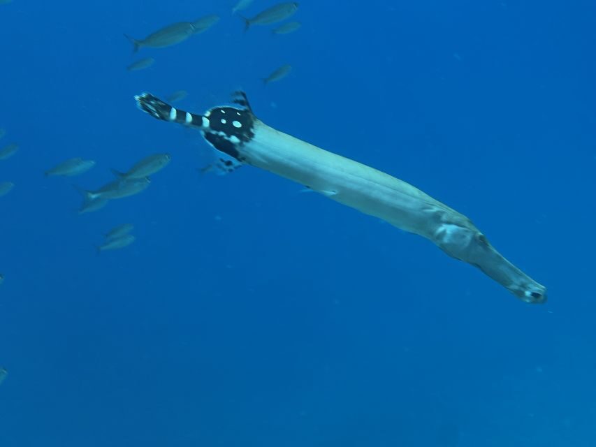 Try diving for the first time in turtle area - Who Is This Tour Best For?