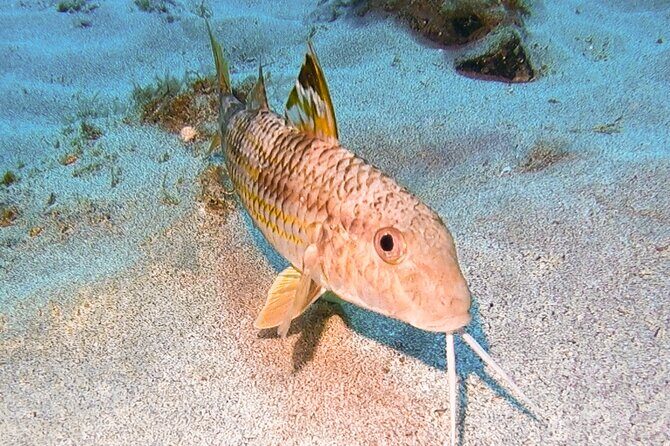Try diving in Lanzarote Beginners 2 dives - Costa Teguise - The Experience: What to Expect