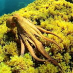 Try Scuba Diving and Snorkeling boat trip in Ibiza - The Experience: What You’ll Love