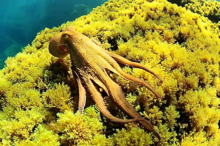 Try Scuba Diving and Snorkeling boat trip in Ibiza - The Experience: What You’ll Love