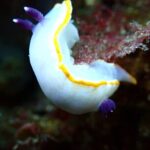 Try Scuba Diving in Arrabida Natural Park (Near Lisbon) with pictures - The Photos and Additional Inclusions