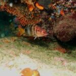 Try Scuba Diving in Split - The Equipment and Training: What’s Included?