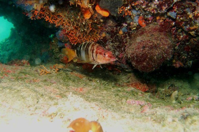 Try Scuba Diving in Split - The Equipment and Training: What’s Included?