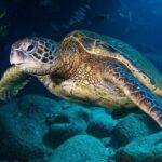 Try Scuba Diving on Kauai with Sea Turtles - Who Is This Tour Best Suited For?