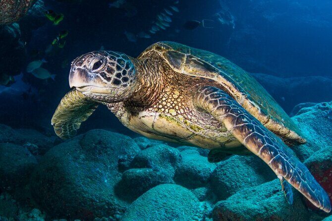 Try Scuba Diving on Kauai with Sea Turtles - Who Is This Tour Best Suited For?