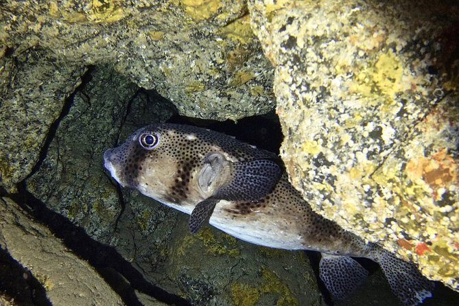 TRY SCUBA DIVING with a Dedicated Instructor - The Underwater Adventure: What You Can Expect