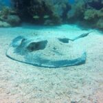 Try Scuba Diving with Professional Scuba Instructor - Afternoon: Reef Dives