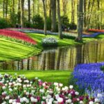 Tulips and Windmills Skip the Line Private Tour from Amsterdam - Starting Off: Pickup and Journey