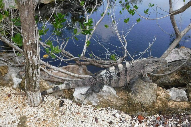 Tulum Adventure (Private, Full Day) - Authentic Experiences and Real Voices