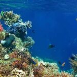 Tulum Area Experiences Guided 2 Tank Scuba Dive Casa Cenote & Barrier Reef-Lunch - An Honest Breakdown of the Experience