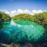 Tulum Area Experiences Guided Snorkeling Tour - Casa Cenote + Ocean Reef & Lunch - Insights from Traveler Experiences