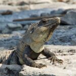 Tulum, Coba ruins and The Cenote 6 hours Private Tour - Stop 3: Cenote Taak Bi Ha