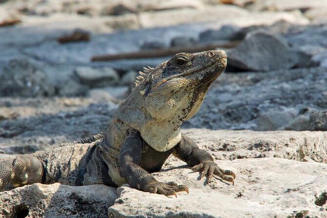 Tulum, Coba ruins and The Cenote 6 hours Private Tour - Stop 3: Cenote Taak Bi Ha