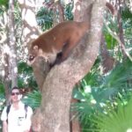 Tulum Guided Tour and Cenote Swim from Playa del Carmen - Who Would Love This Tour?