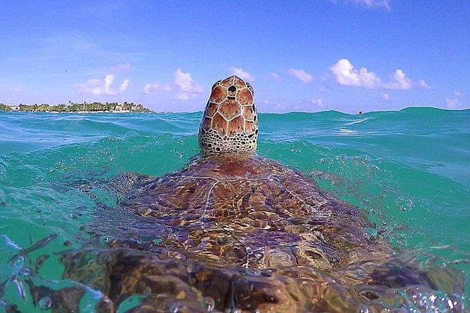 Tulum Ruinas and Tortugas Express - Is It Worth the Price?