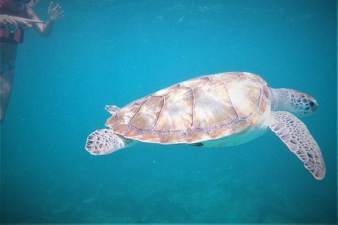 Tulum ruins swim with turtles in Akumal and Cenote - FAQs