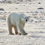 Tundra Buggy Autumn Day Tours - Is This Tour Right for You?