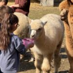 Turin: Meet the Monviso Alpacas at the Educational Farm with a Guide - Practical details and what to consider