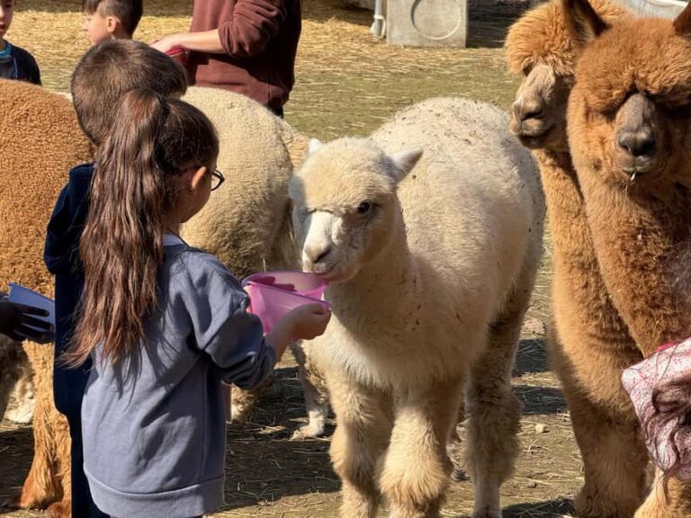 Turin: Meet the Monviso Alpacas at the Educational Farm with a Guide - Practical details and what to consider