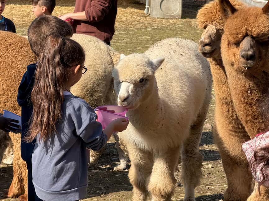 Turin: Meet the Monviso Alpacas at the Educational Farm with a Guide - Practical details and what to consider
