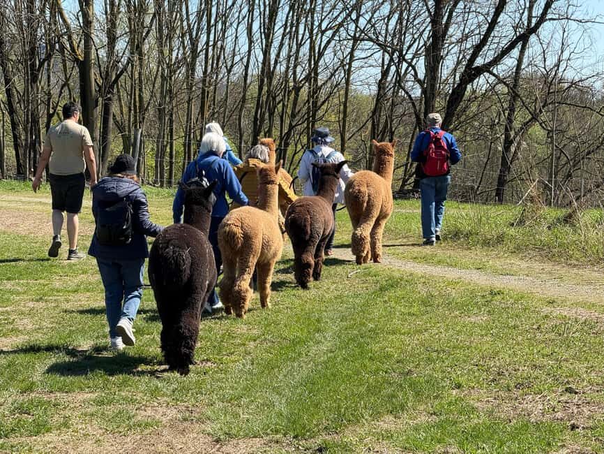 Turin: Walk with Monviso Alpacas in a green city park - Practical Details and How to Make the Most of It