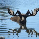 Turnagain Arm and Portage Valley Private Tour - FAQ