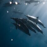 Turtle Canyon Snorkel Tour - Semi-private: 6 passenger max - The Real Benefits: What Travelers Say