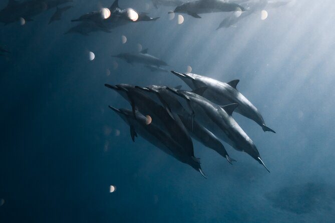 Turtle Canyon Snorkel Tour - Semi-private: 6 passenger max - The Real Benefits: What Travelers Say