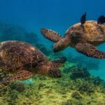 Turtle Canyons Snorkel Excursion from Waikiki, Hawaii - Logistics and Practical Details