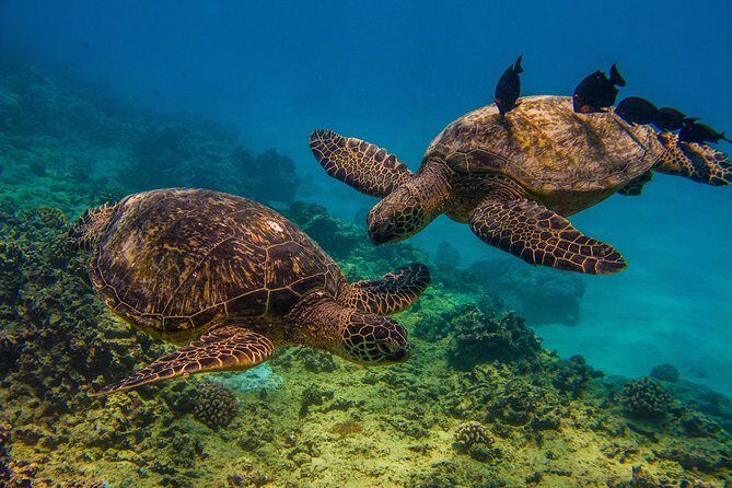 Turtle Canyons Snorkel Excursion from Waikiki, Hawaii - Logistics and Practical Details