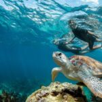 Turtle Encounter Private Tour  Swim with Sea Turtles & Cenote - What Makes This Tour Stand Out?