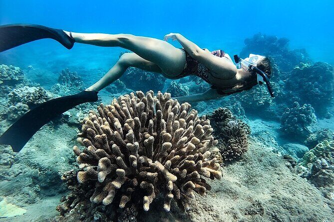 Turtle Gardens West Maui Snorkel Tour - What to Expect During the Tour