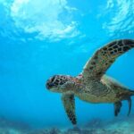 Turtle Reef Kayak Tour of Makena, Maui - The Highlights of the Tour