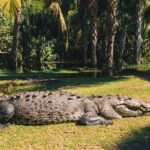 Turtle Release Escobilla Sanctuary and crocs in Ventanilla. - Who Is This Tour Best Suited For?