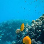 Turtle Town Snorkel with Photo and Video - The Value of All-Inclusive Equipment & Guidance