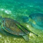 Turtles and Cenote from Riviera Maya - About the Itinerary