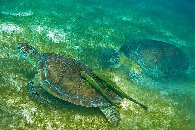 Turtles and Cenote from Riviera Maya - About the Itinerary