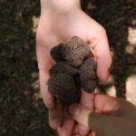 Tuscany Crete Senesi : Truffle Hunting Tour - What to Expect from the Truffle Hunt