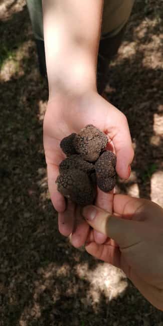 Tuscany Crete Senesi : Truffle Hunting Tour - What to Expect from the Truffle Hunt