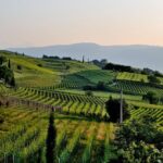 Tuscany Wine Tour from Rome with Private Driver - Who This Tour Is Perfect For